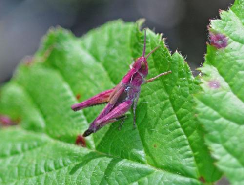 Réf. 326 141 : Chorthippus sp.